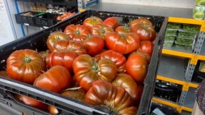 Tomates fraîches récoltées au Village Potager de Nemours